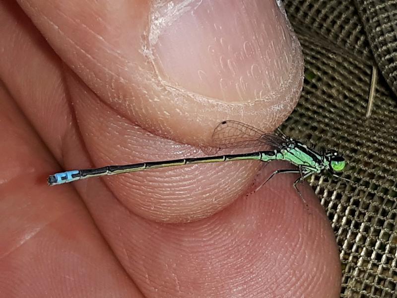 Photo of Eastern Forktail