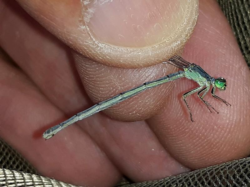 Photo of Eastern Forktail