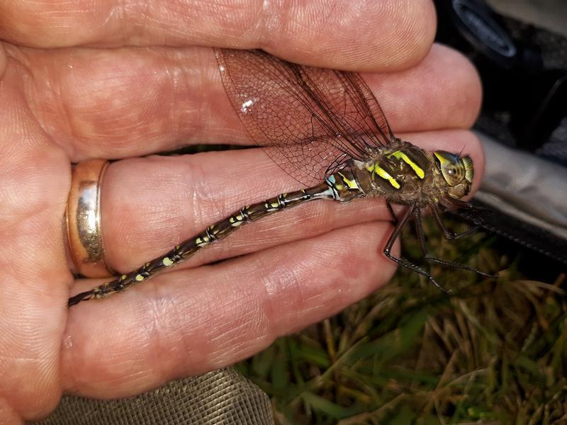 Photo of Shadow Darner