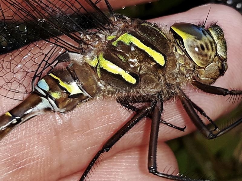 Photo of Shadow Darner