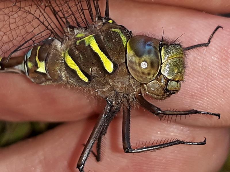 Photo of Shadow Darner