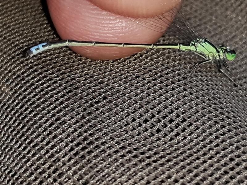 Photo of Eastern Forktail