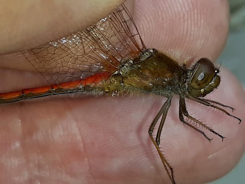 Photo of Autumn Meadowhawk