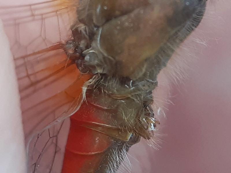 Photo of Autumn Meadowhawk