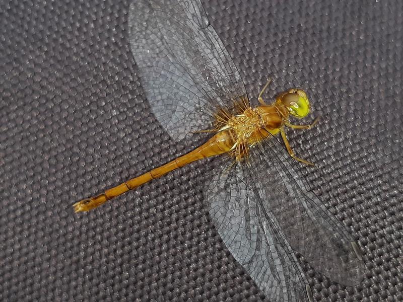 Photo of Autumn Meadowhawk