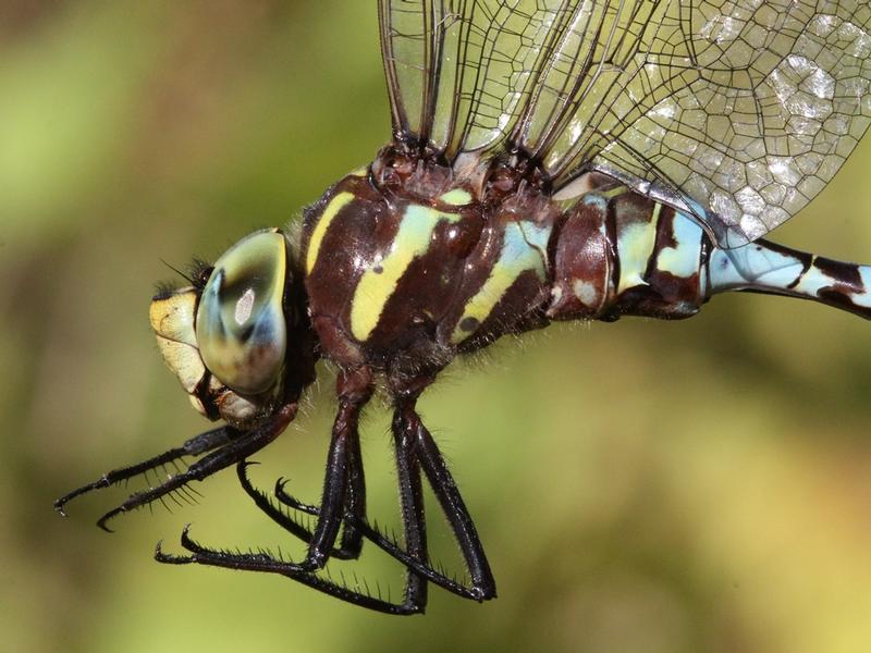 Photo of Lance-tipped Darner