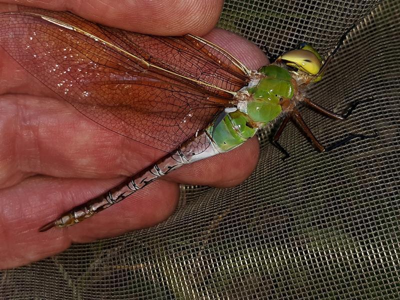Photo of Common Green Darner