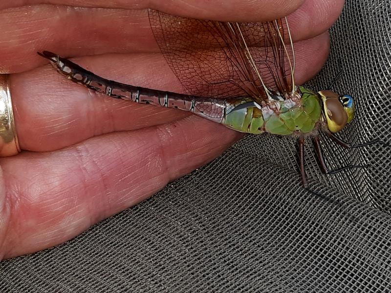 Photo of Common Green Darner