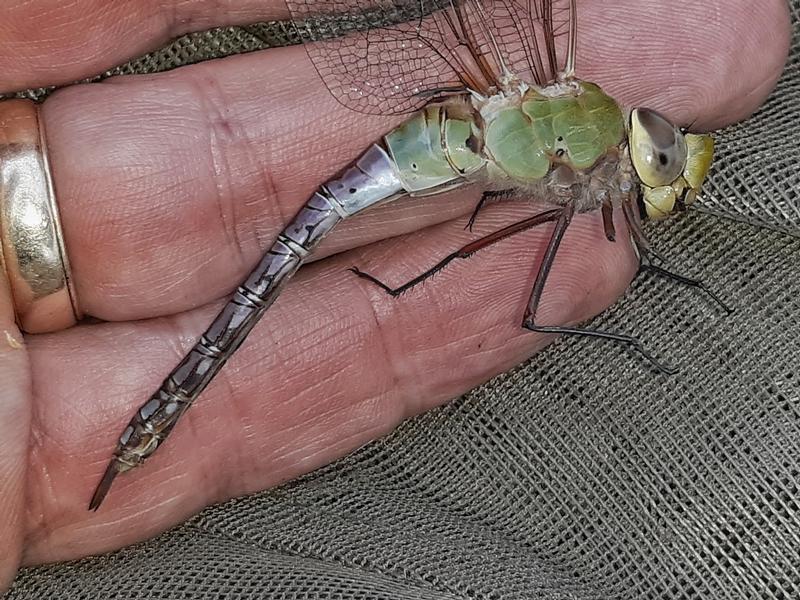 Photo of Common Green Darner