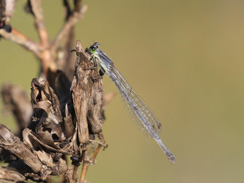 Photo of Eastern Forktail