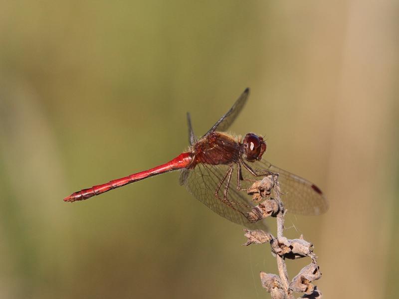 Photo of Autumn Meadowhawk