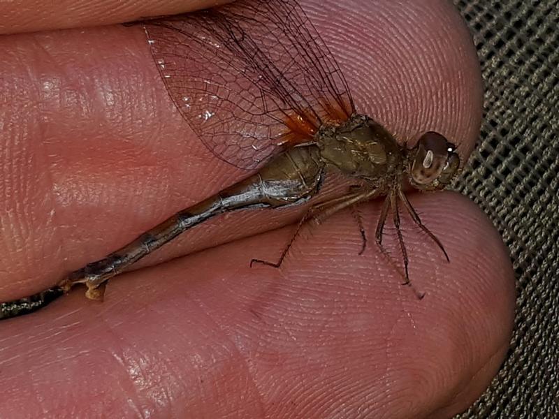 Photo of Autumn Meadowhawk