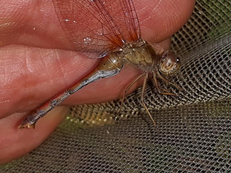 Photo of Autumn Meadowhawk