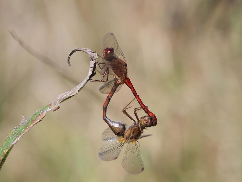 Photo of Autumn Meadowhawk