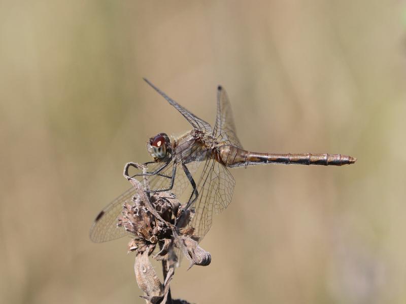 Photo of White-faced Meadowhawk