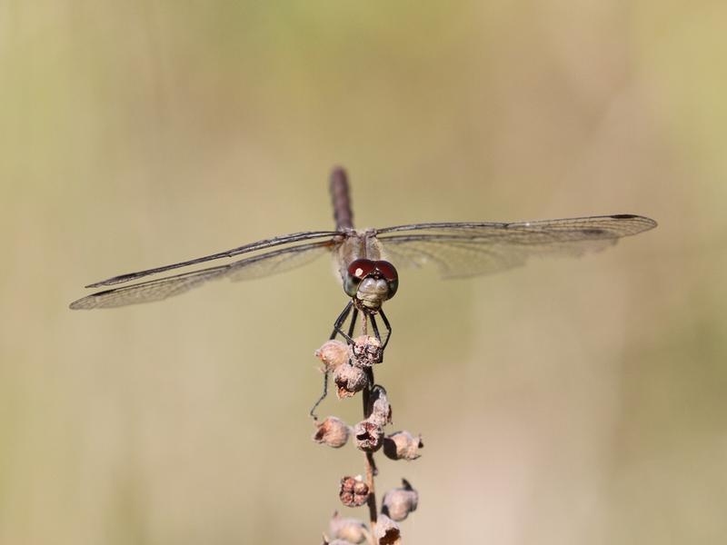 Photo of White-faced Meadowhawk