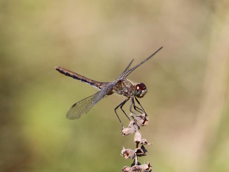 Photo of White-faced Meadowhawk