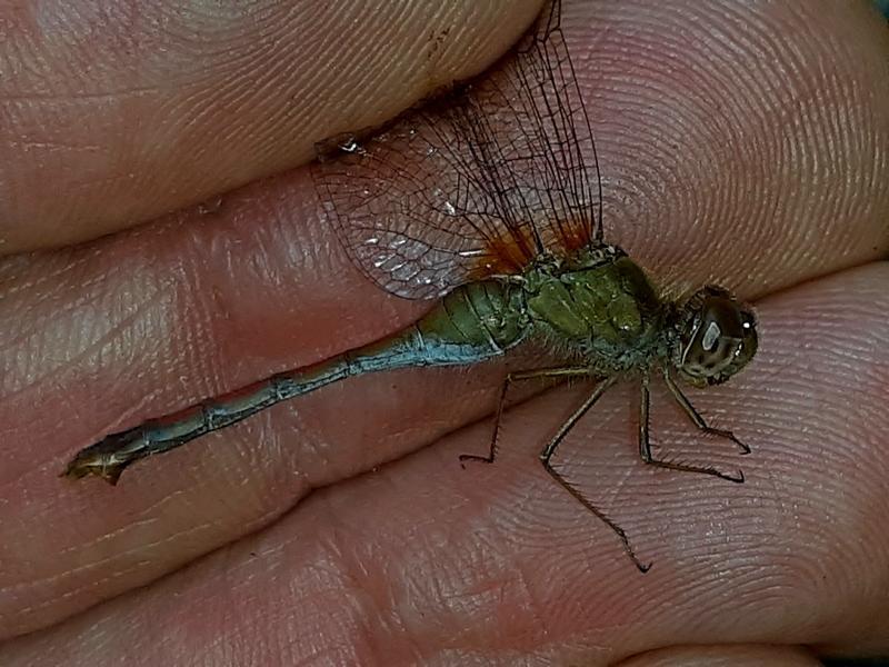 Photo of Autumn Meadowhawk