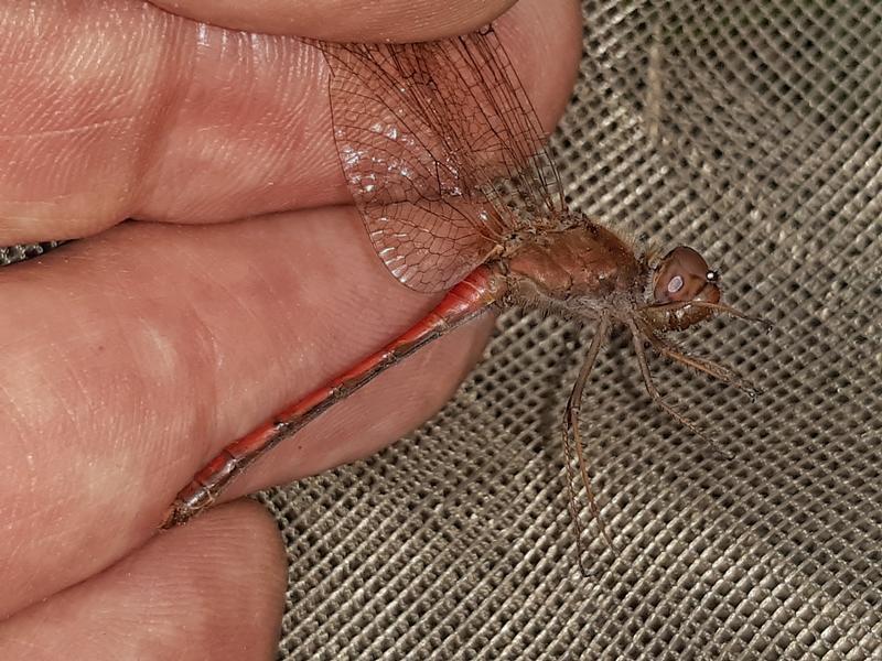 Photo of Autumn Meadowhawk