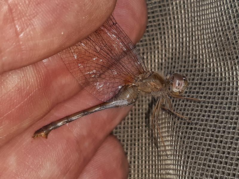 Photo of Autumn Meadowhawk