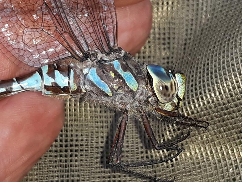 Photo of Canada Darner