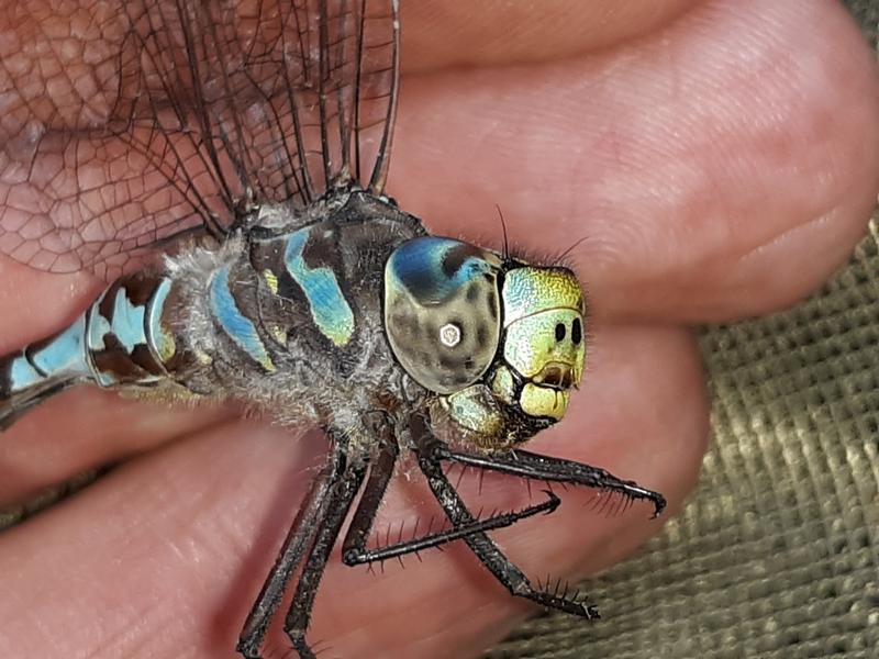 Photo of Canada Darner