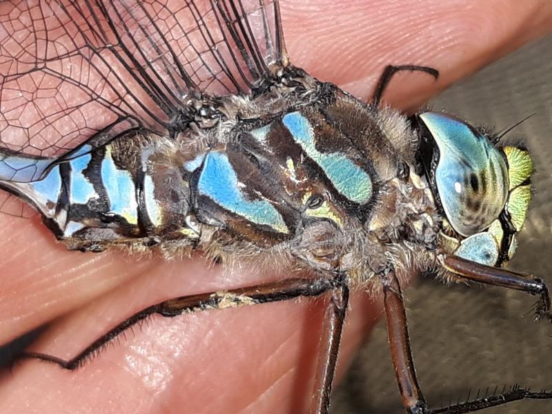 Photo of Lake Darner