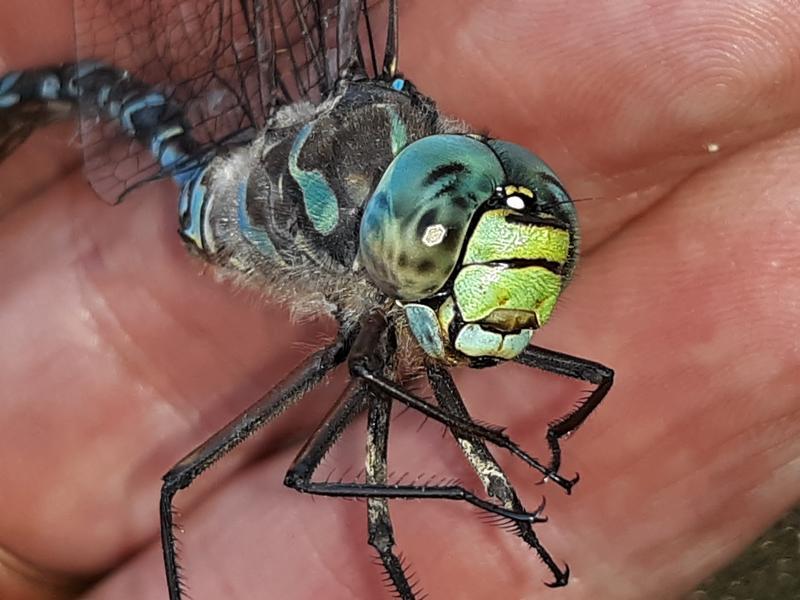 Photo of Lake Darner