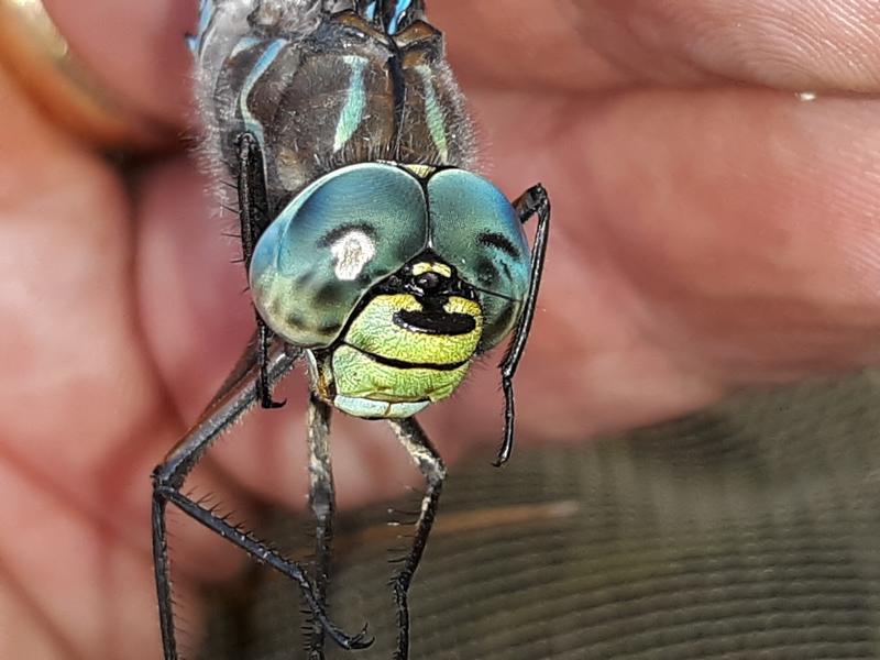 Photo of Lake Darner