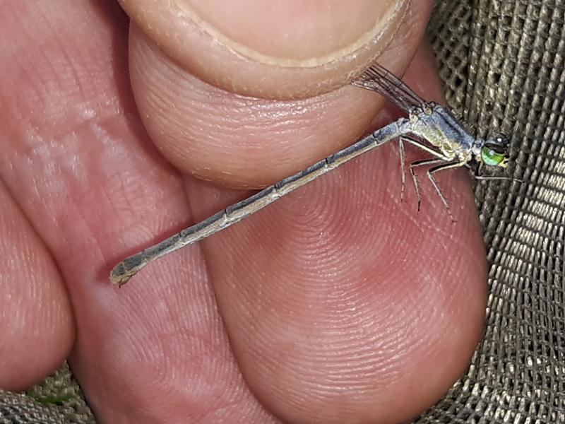 Photo of Eastern Forktail