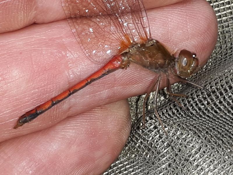 Photo of Autumn Meadowhawk