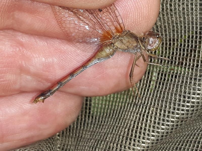 Photo of Autumn Meadowhawk
