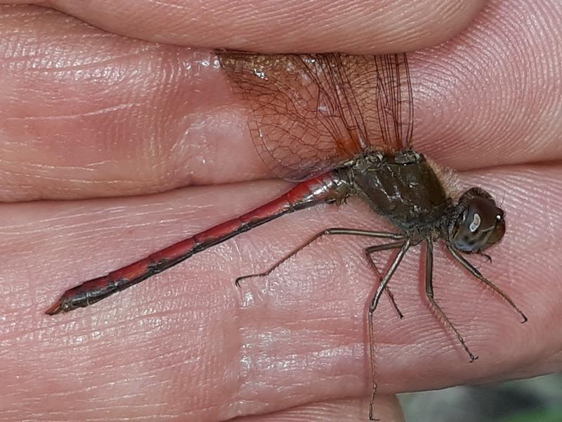 Photo of Autumn Meadowhawk