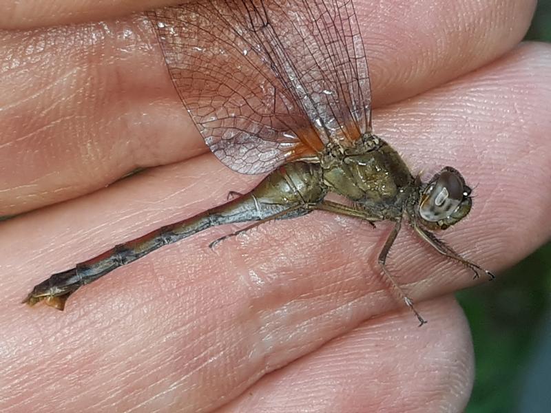 Photo of Autumn Meadowhawk