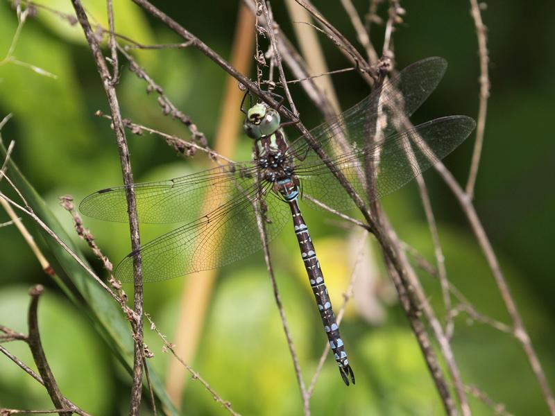 Photo of Green-striped Darner