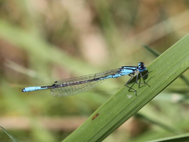 Photo of Azure Bluet