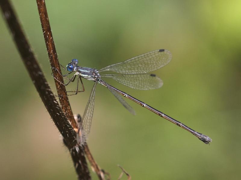 Photo of Slender Spreadwing