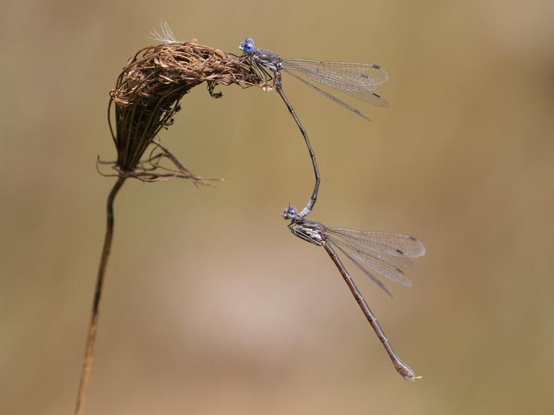 Photo of Spotted Spreadwing