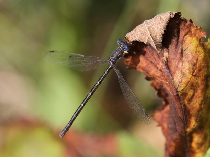 Photo of Spotted Spreadwing