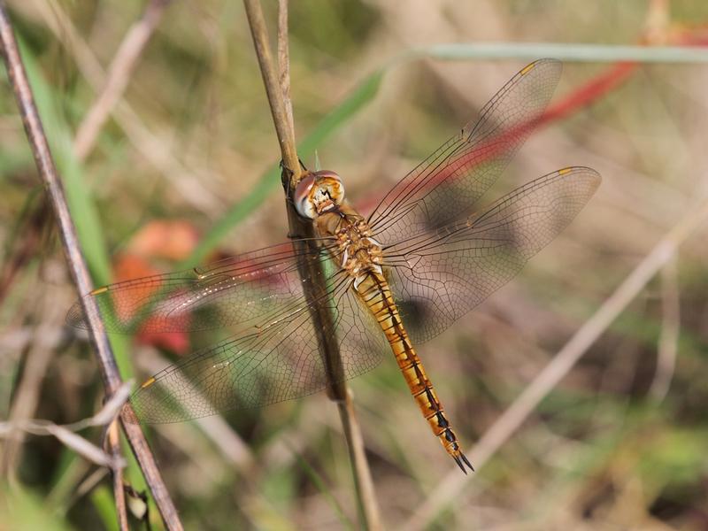 Photo of Wandering Glider