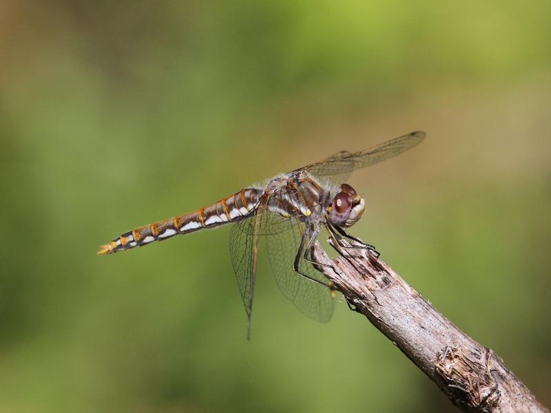 Photo of Variegated Meadowhawk