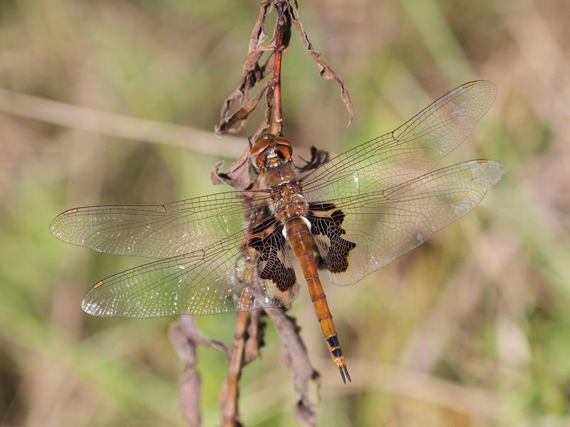 Photo of Red Saddlebags