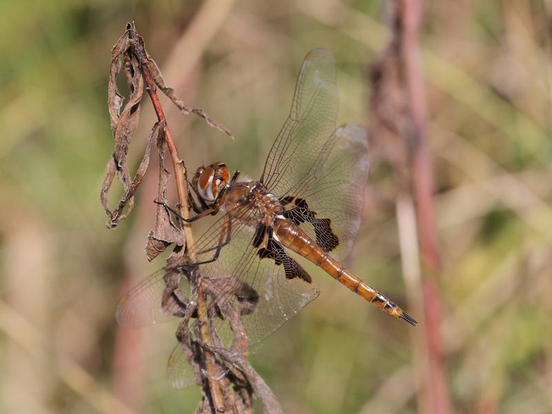 Photo of Red Saddlebags