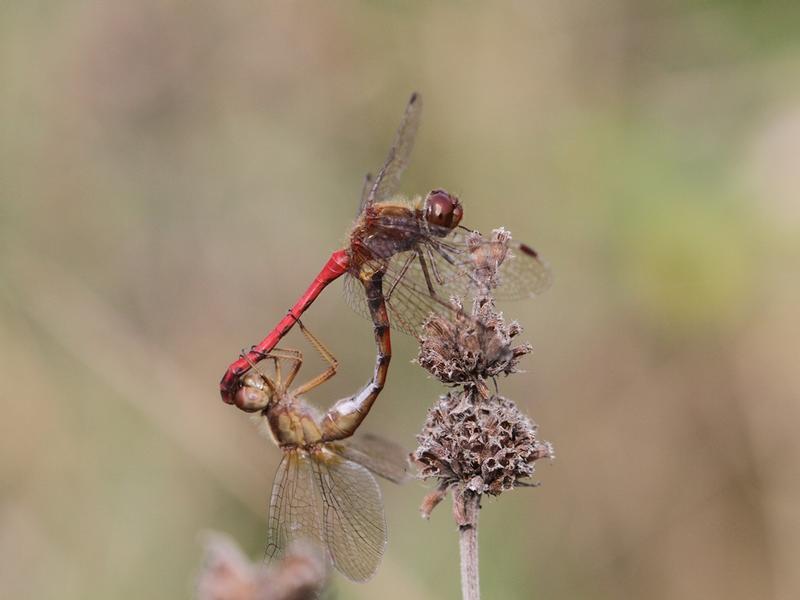 Photo of Autumn Meadowhawk