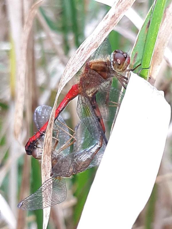 Photo of Autumn Meadowhawk
