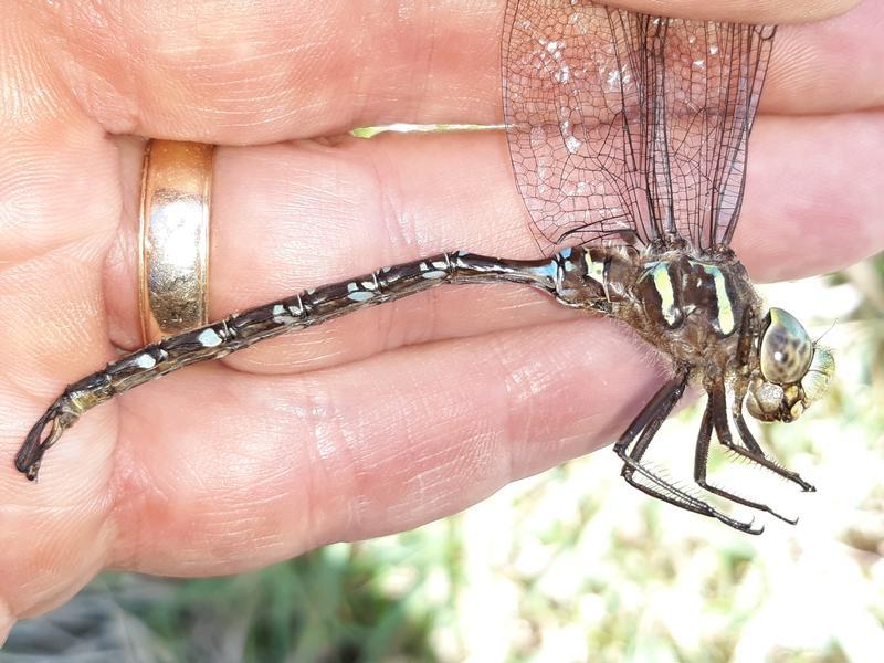 Photo of Shadow Darner