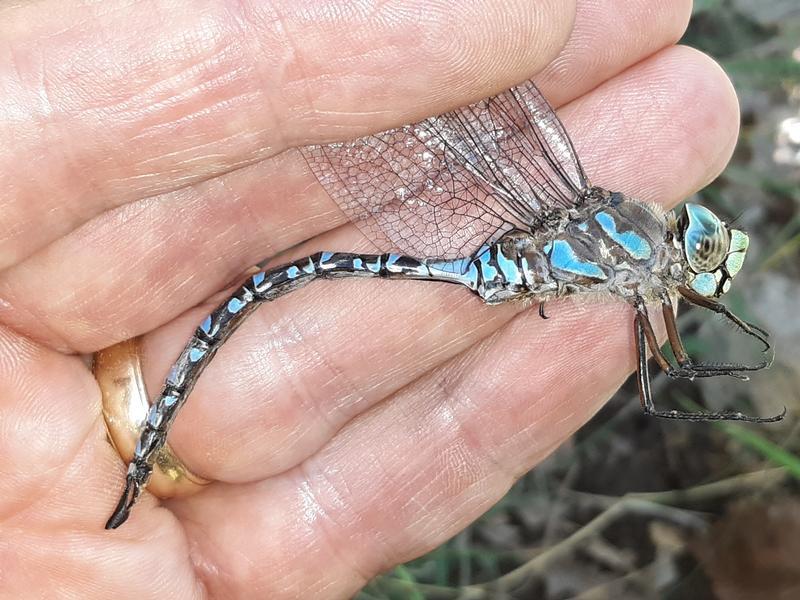 Photo of Lake Darner