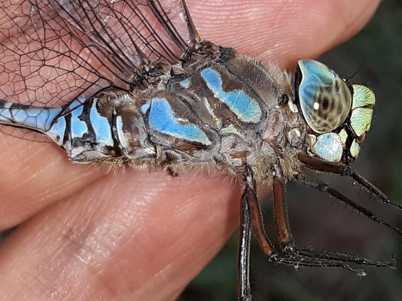 Photo of Lake Darner