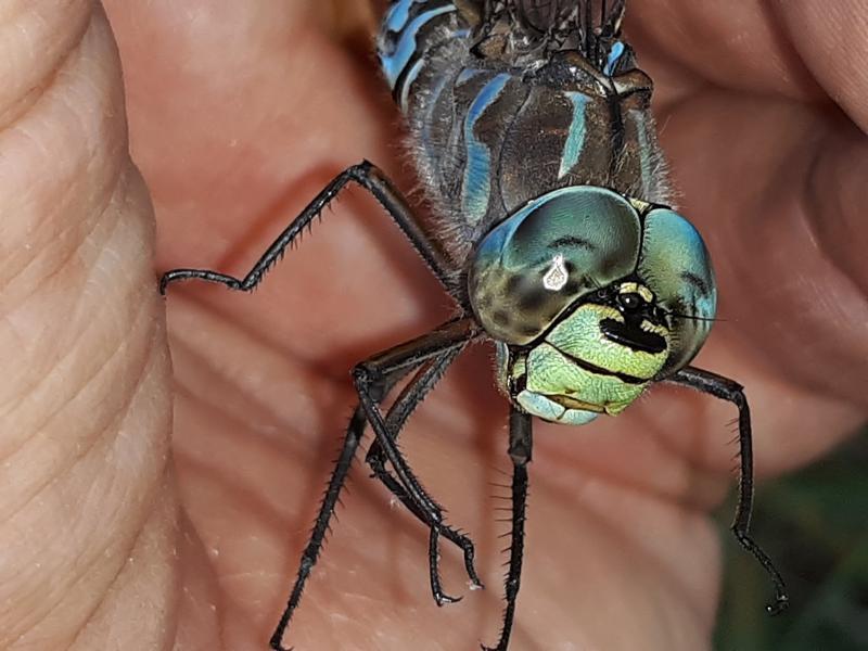 Photo of Lake Darner