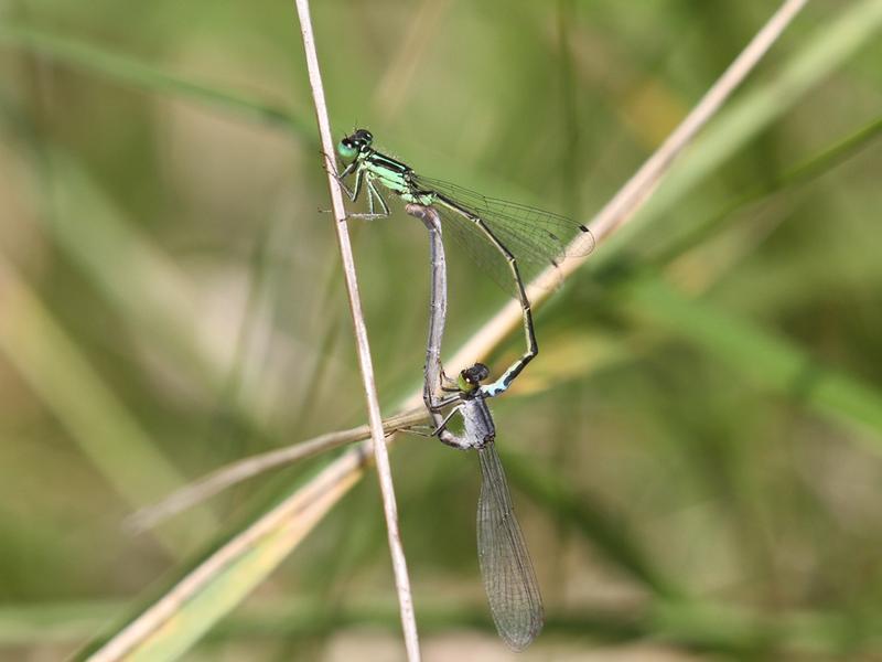 Photo of Eastern Forktail